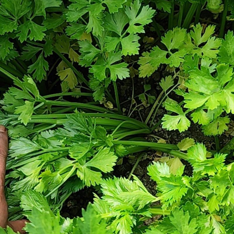 芹菜，西芹，香芹，嘉兴周边对接，可以上门看货