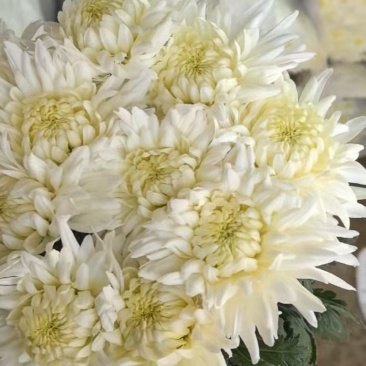 菊花跟随市场价值