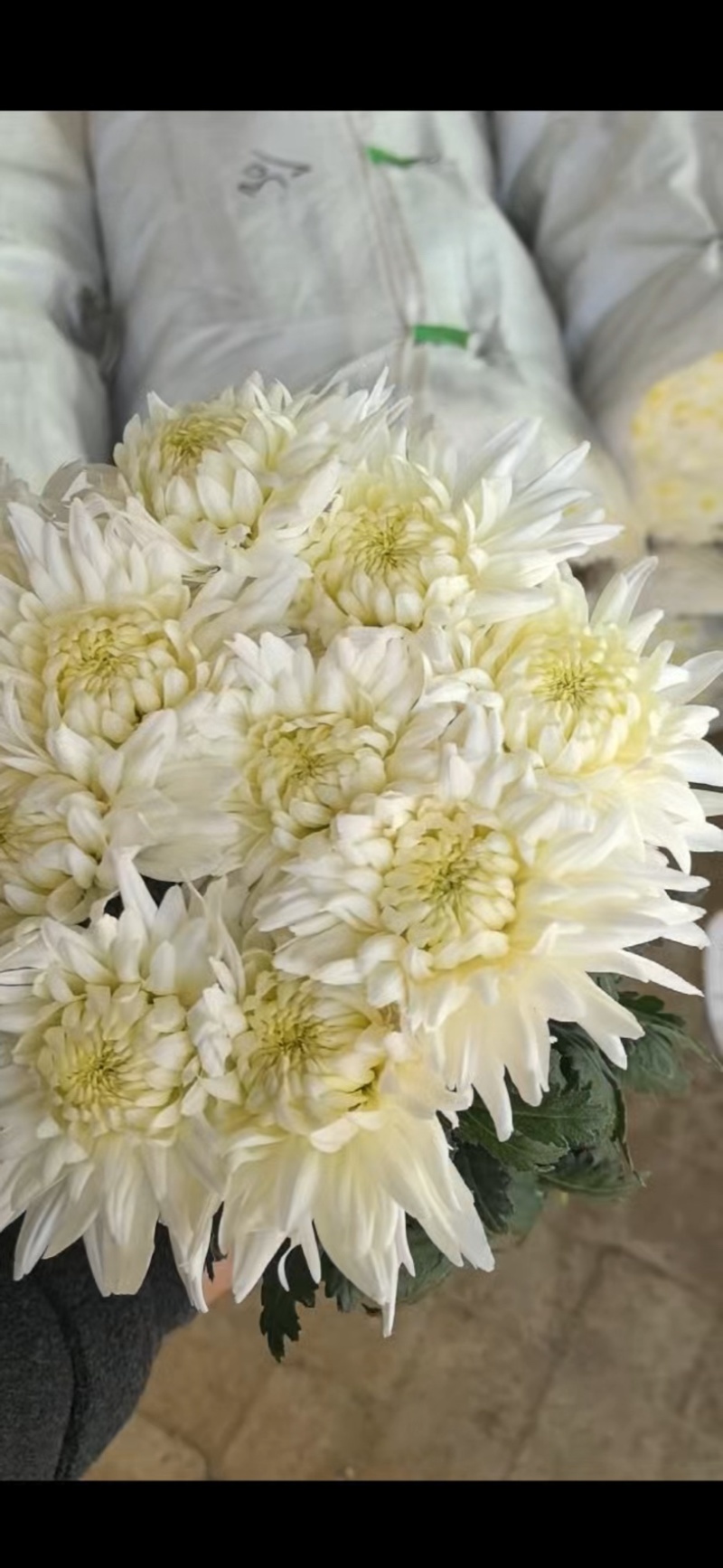 菊花跟随市场价值