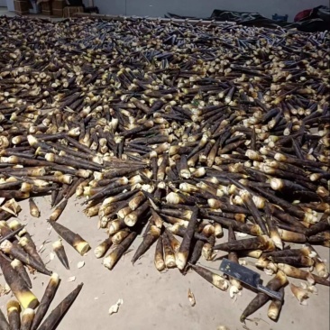 竹笋雷竹笋现挖现发产地直供一手货源欢迎咨询