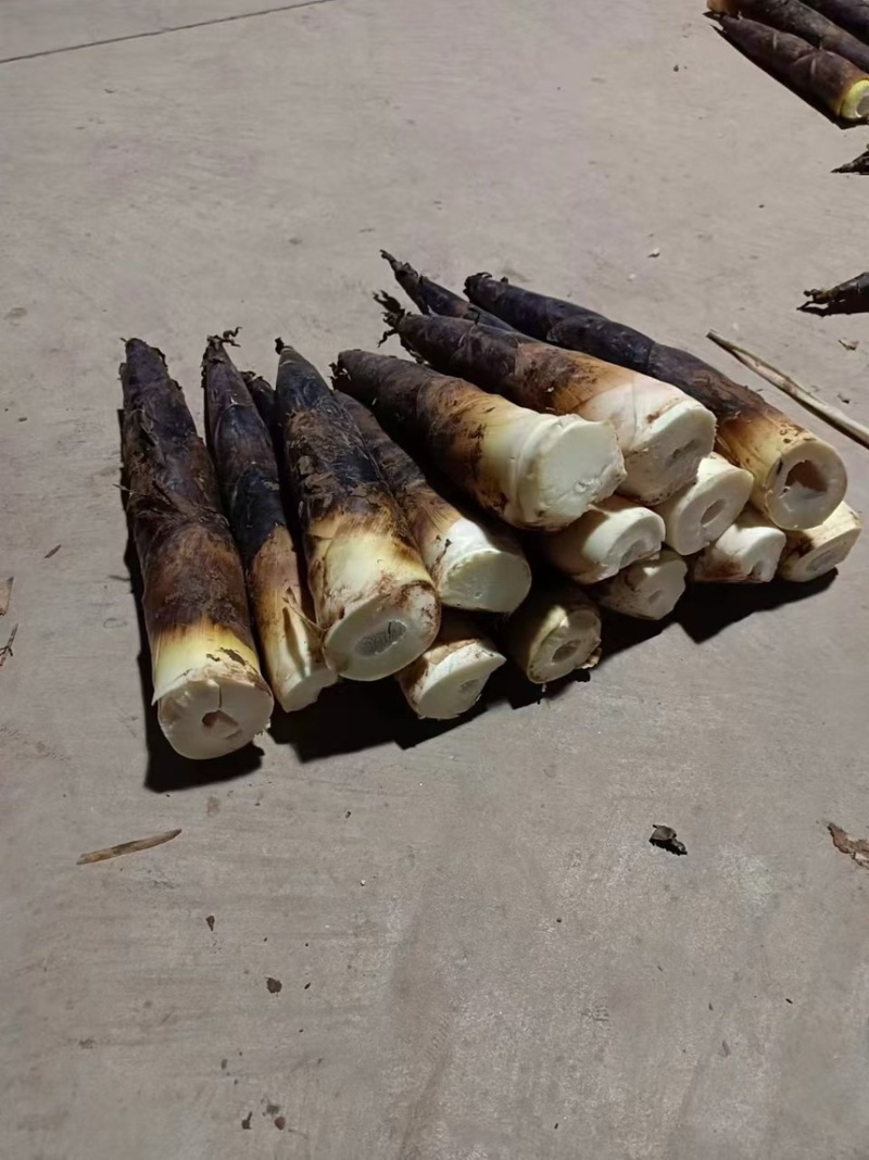 竹笋雷竹笋现挖现发产地直供一手货源欢迎咨询