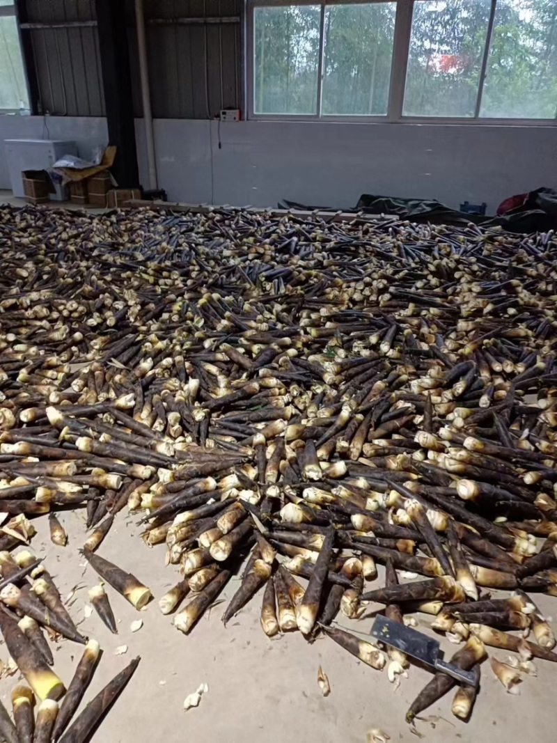 竹笋雷竹笋现挖现发产地直供一手货源欢迎咨询