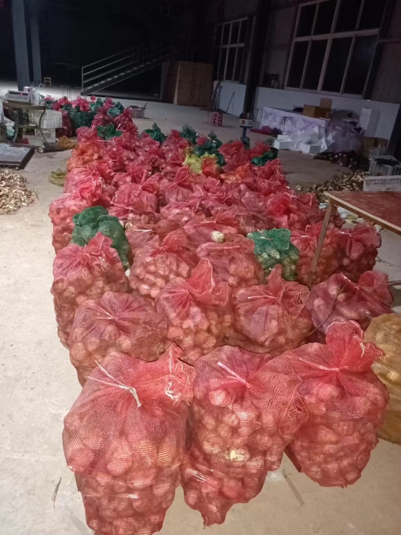 竹笋雷竹笋现挖现发产地直供一手货源欢迎咨询