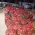 竹笋雷竹笋现挖现发产地直供一手货源欢迎咨询