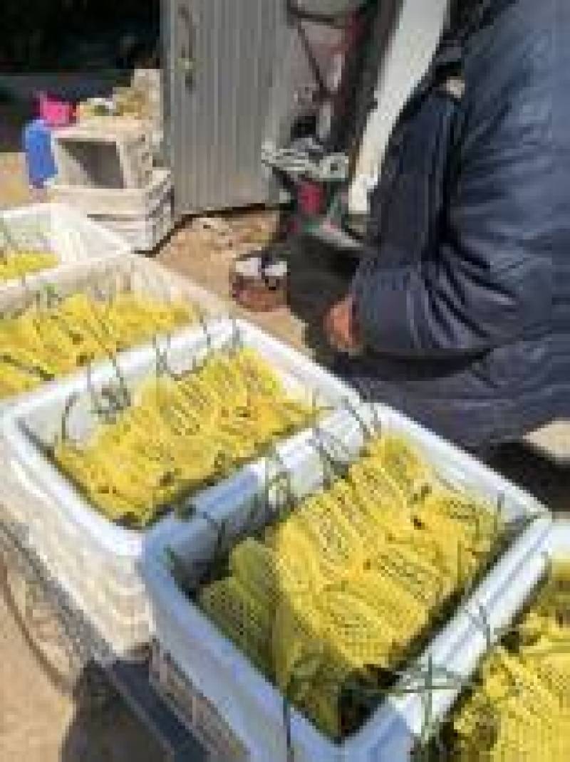 （博洋9号）河北甜瓜/品种规格齐全/大量上市价格优惠