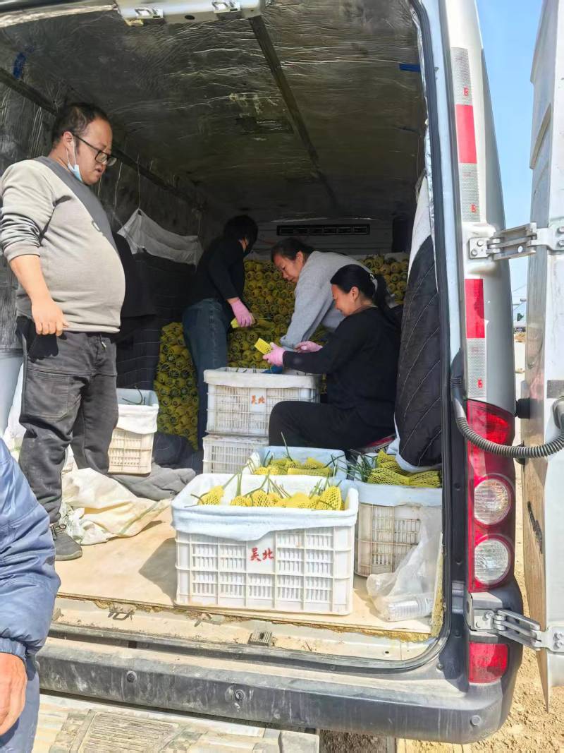 （博洋9号）河北甜瓜/品种规格齐全/大量上市价格优惠