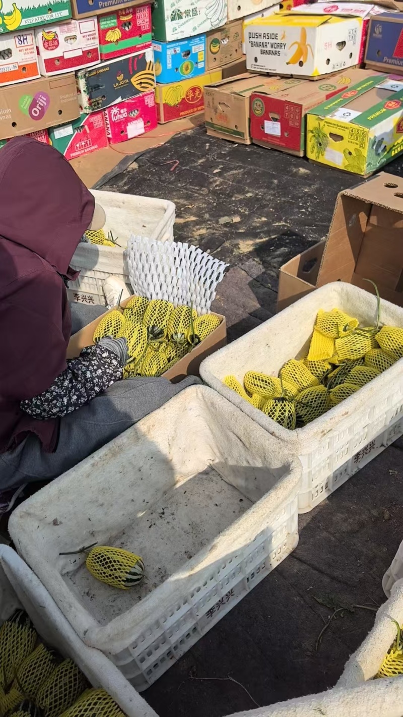 （博洋9号）河北甜瓜/品种规格齐全/大量上市价格优惠