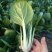 黑叶白青菜/产区直发/货源充足/大量现货/新鲜直发