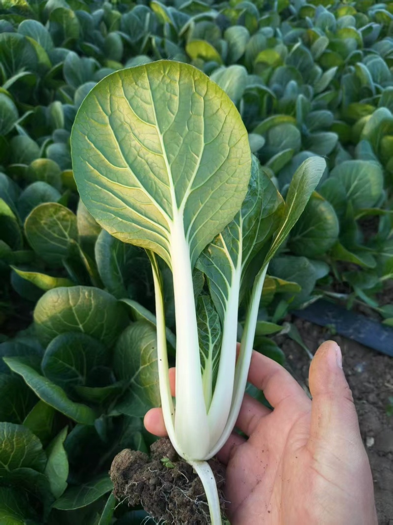 黑叶白青菜/产区直发/货源充足/大量现货/新鲜直发