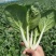 黑叶白青菜/产区直发/货源充足/大量现货/新鲜直发