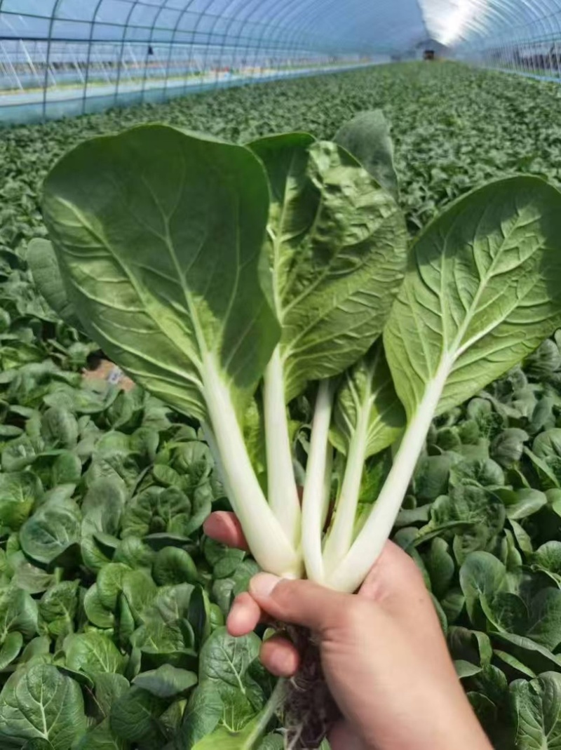 黑叶白青菜/产区直发/货源充足/大量现货/新鲜直发