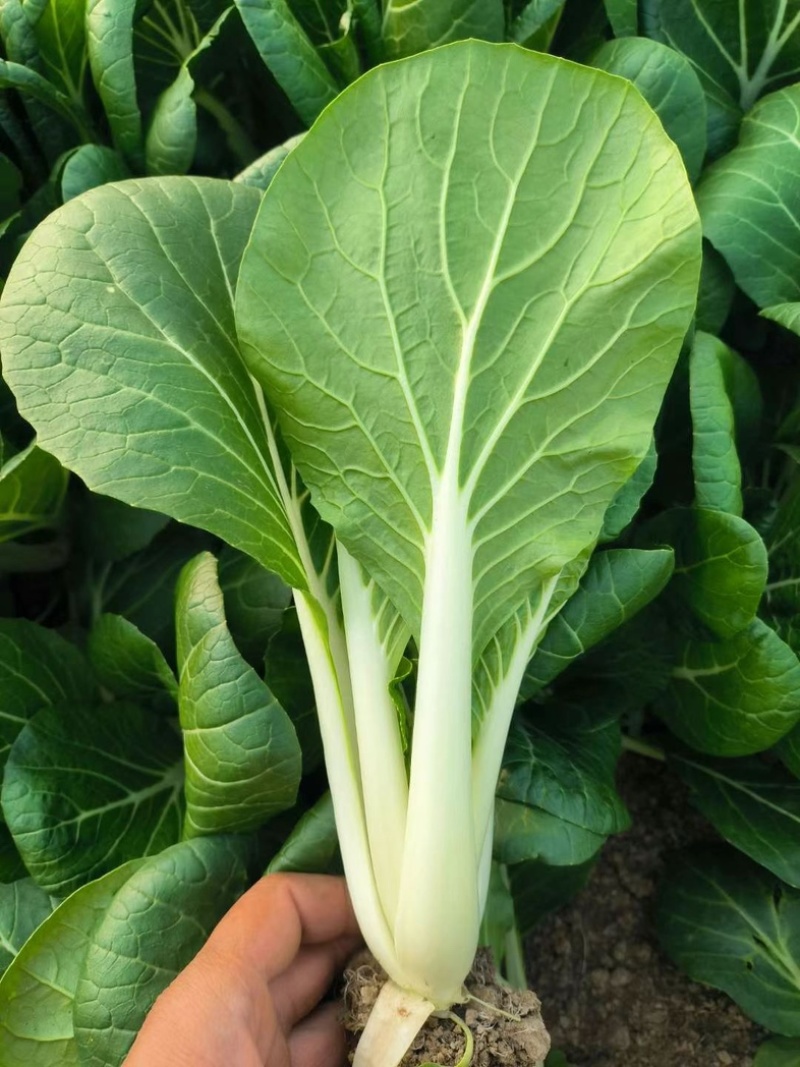 黑叶白青菜/产区直发/货源充足/大量现货/新鲜直发