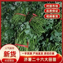 板栗薯济薯26原种扩繁苗新茬地冷棚苗