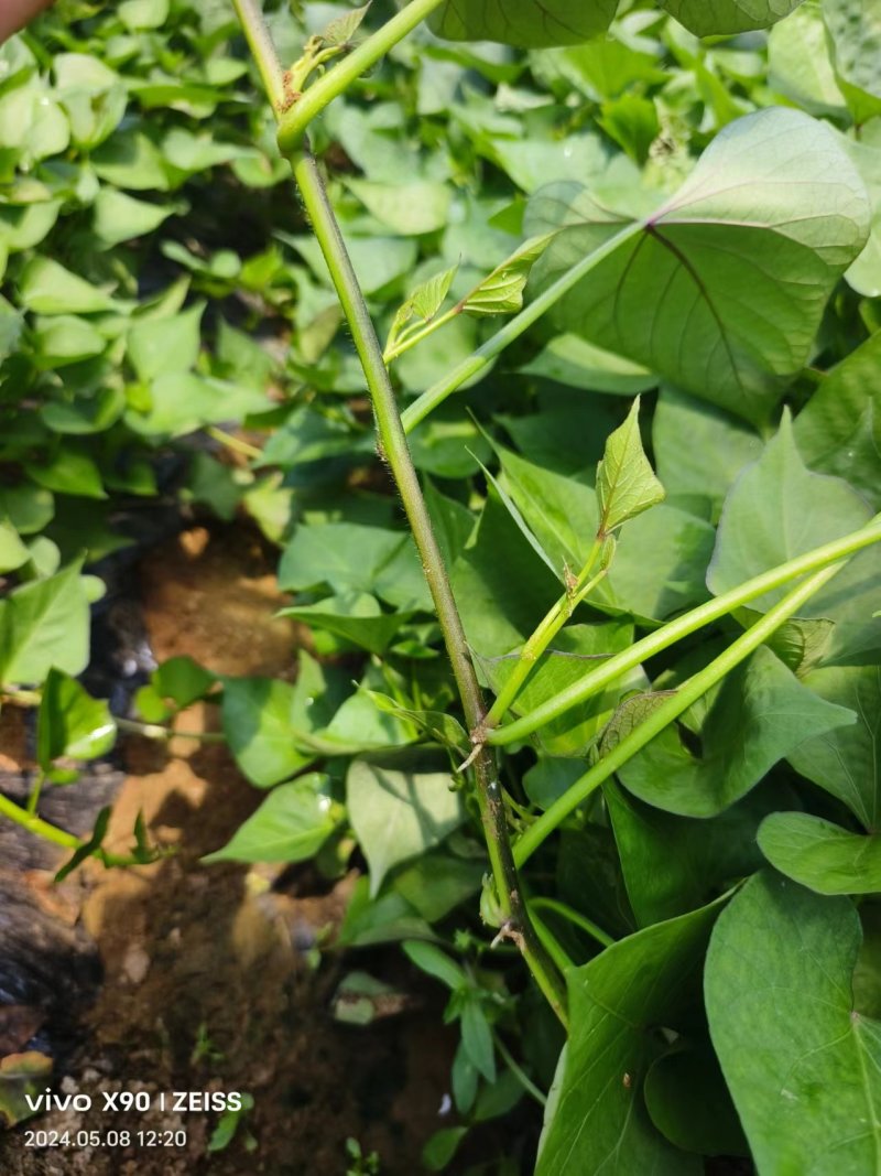 板栗薯济薯26原种扩繁苗新茬地冷棚苗