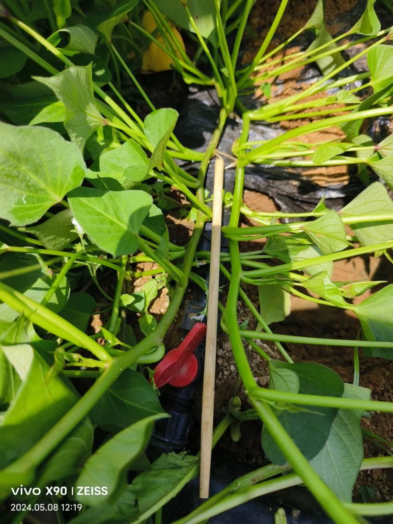 板栗薯济薯26原种扩繁苗新茬地冷棚苗