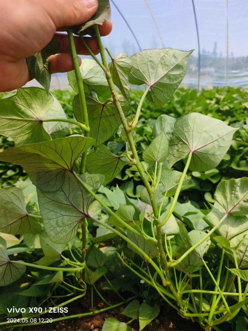板栗薯济薯26原种扩繁苗新茬地冷棚苗