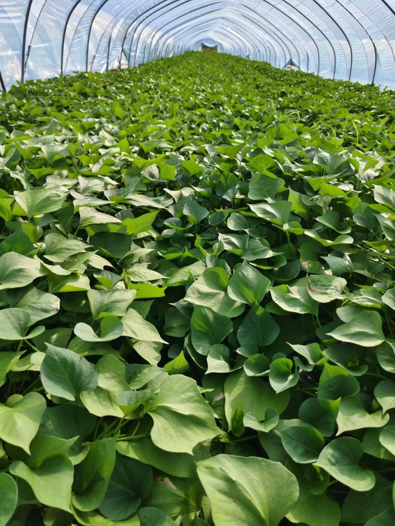 板栗薯济薯26原种扩繁苗新茬地冷棚苗