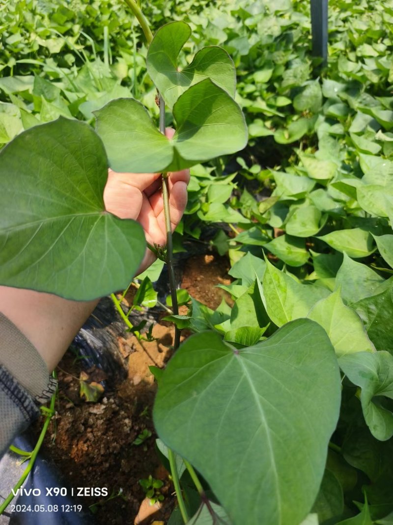 板栗薯济薯26原种扩繁苗新茬地冷棚苗