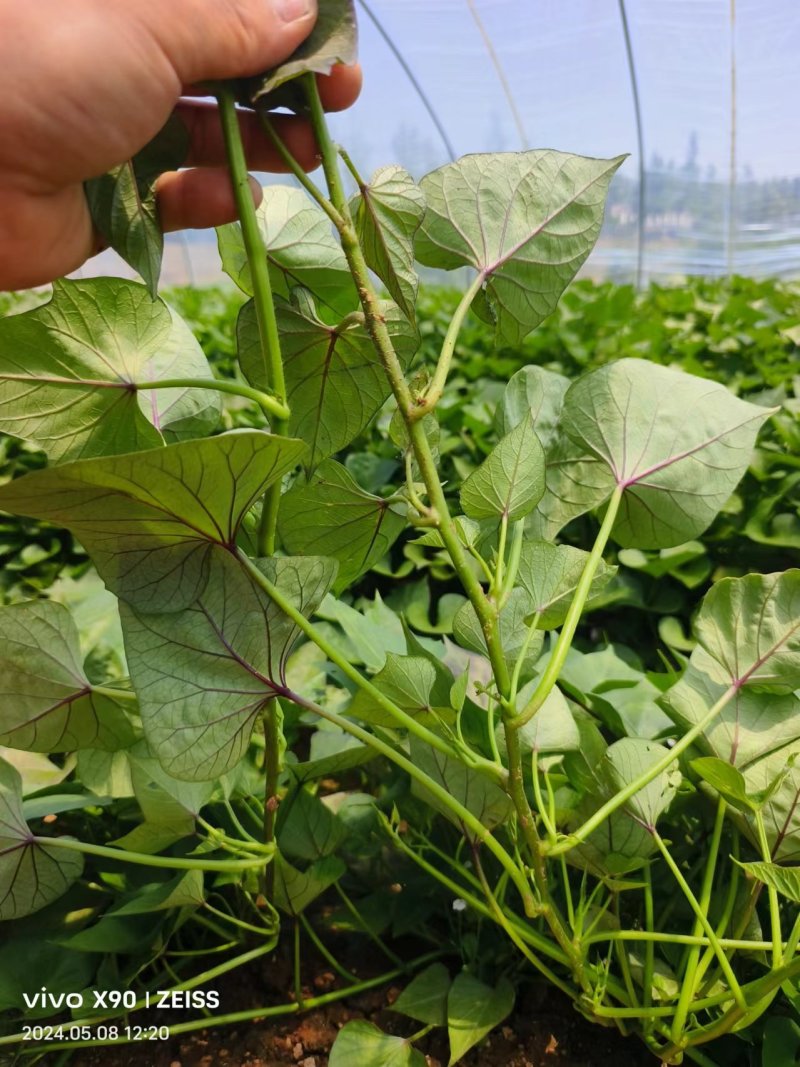 板栗薯济薯26原种扩繁苗新茬地冷棚苗