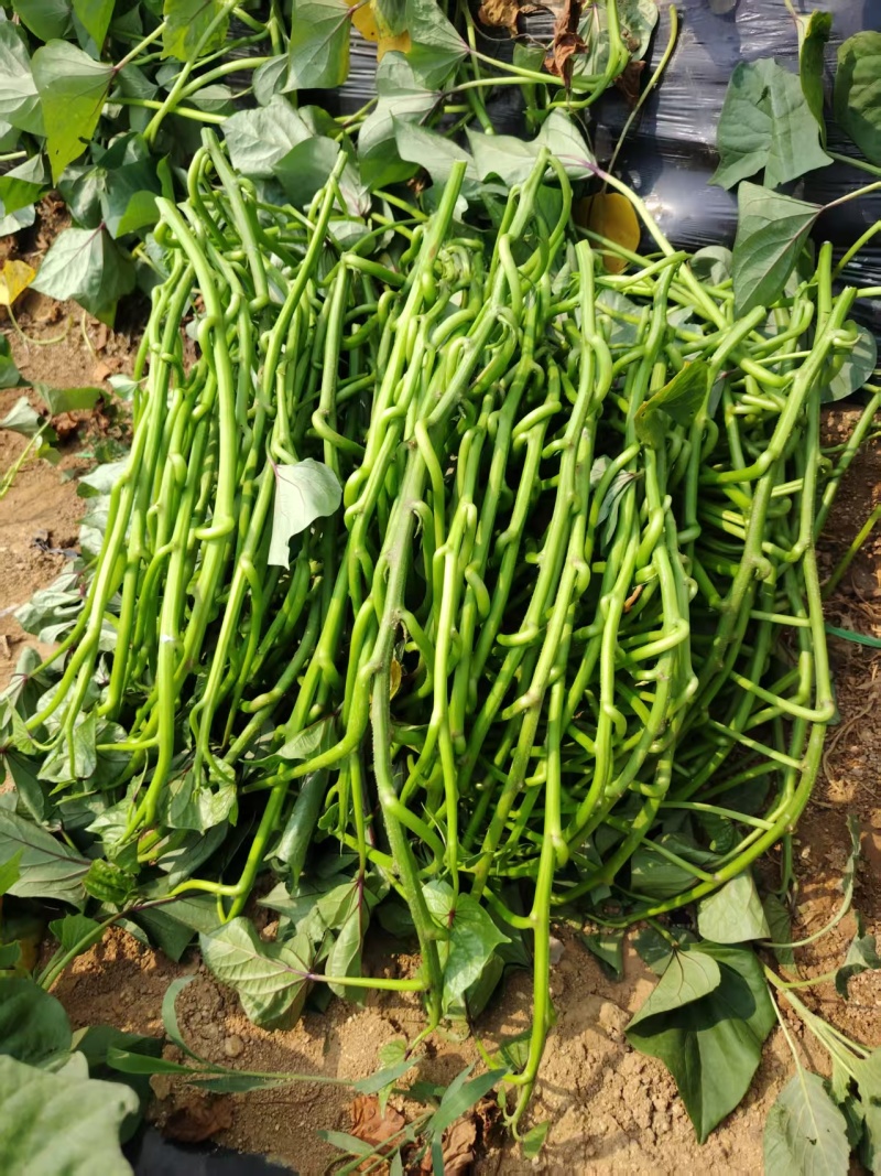 板栗薯济薯26原种扩繁苗新茬地冷棚苗