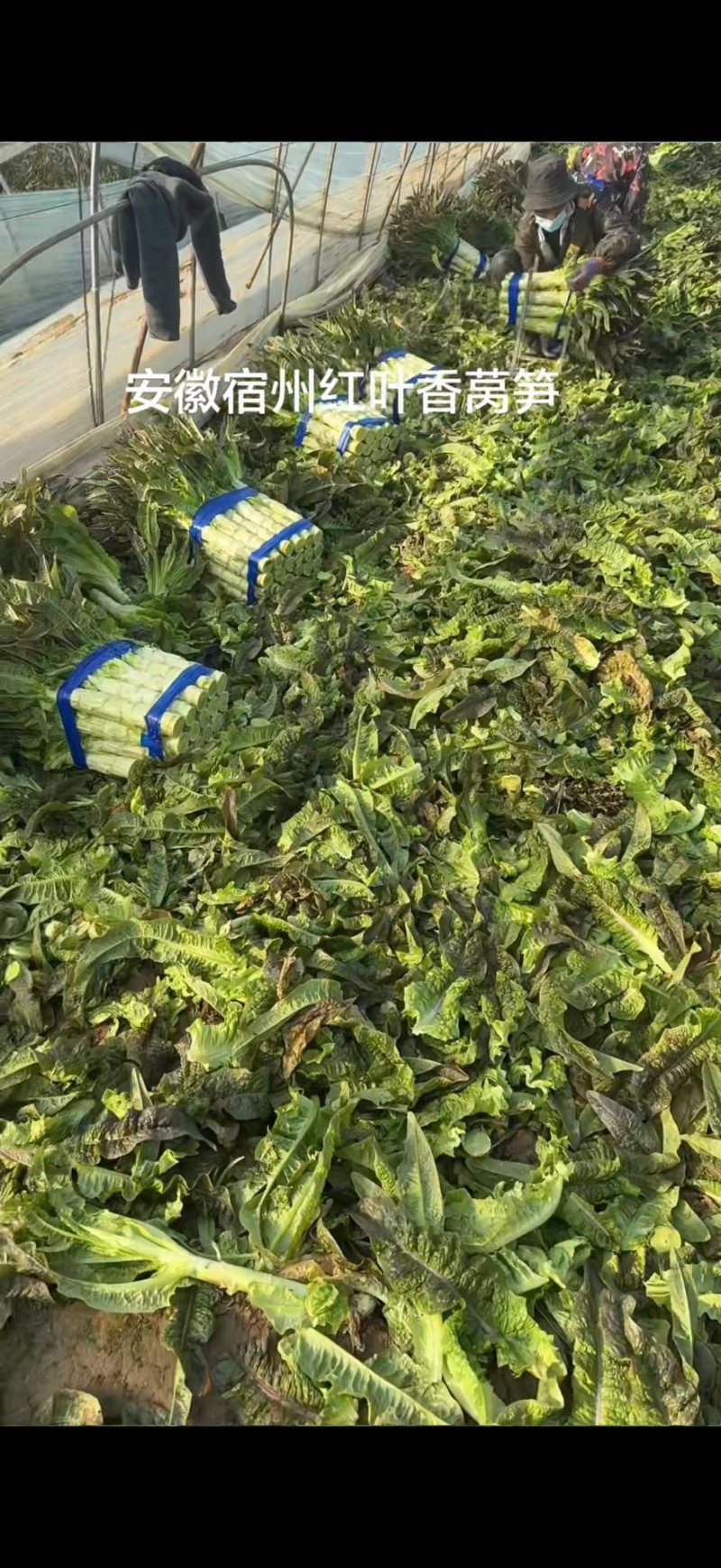 安徽精品红叶香莴苣大量上市一手货源质量保证全国发货