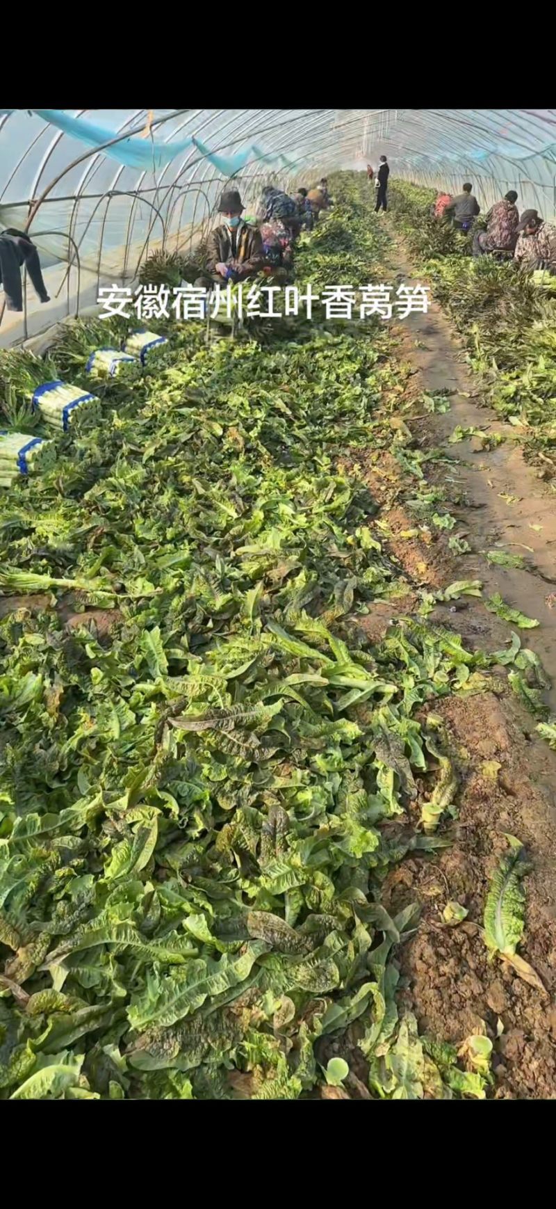 安徽精品红叶香莴苣大量上市一手货源质量保证全国发货
