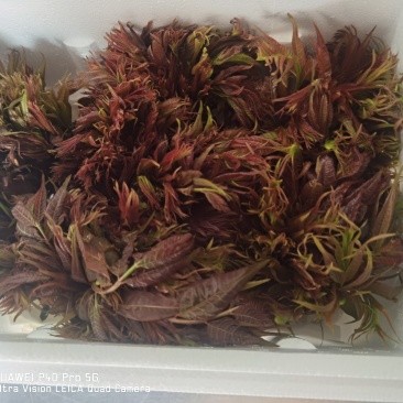 贵州香椿芽