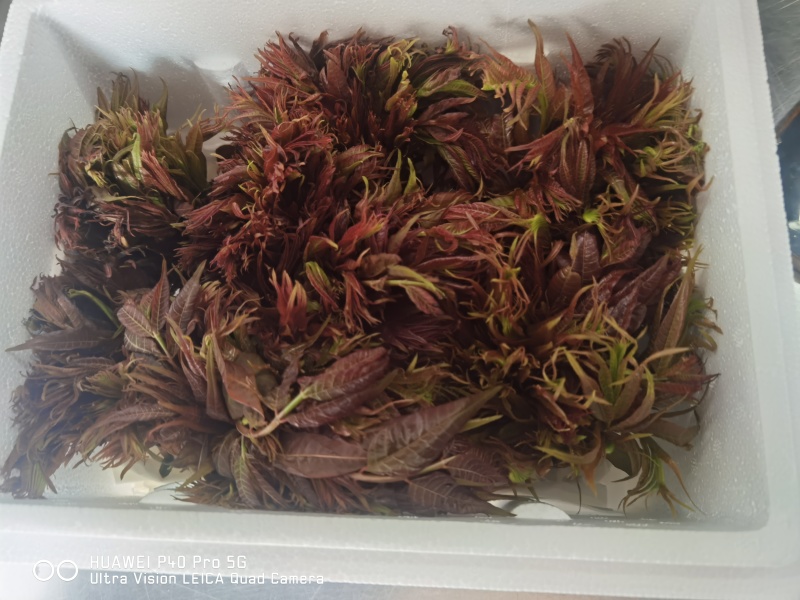 贵州香椿芽