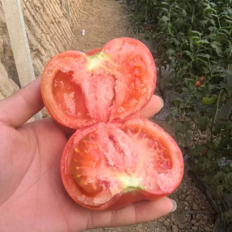 《沙瓤西红柿》普罗旺斯/产地直发/大量有优惠
