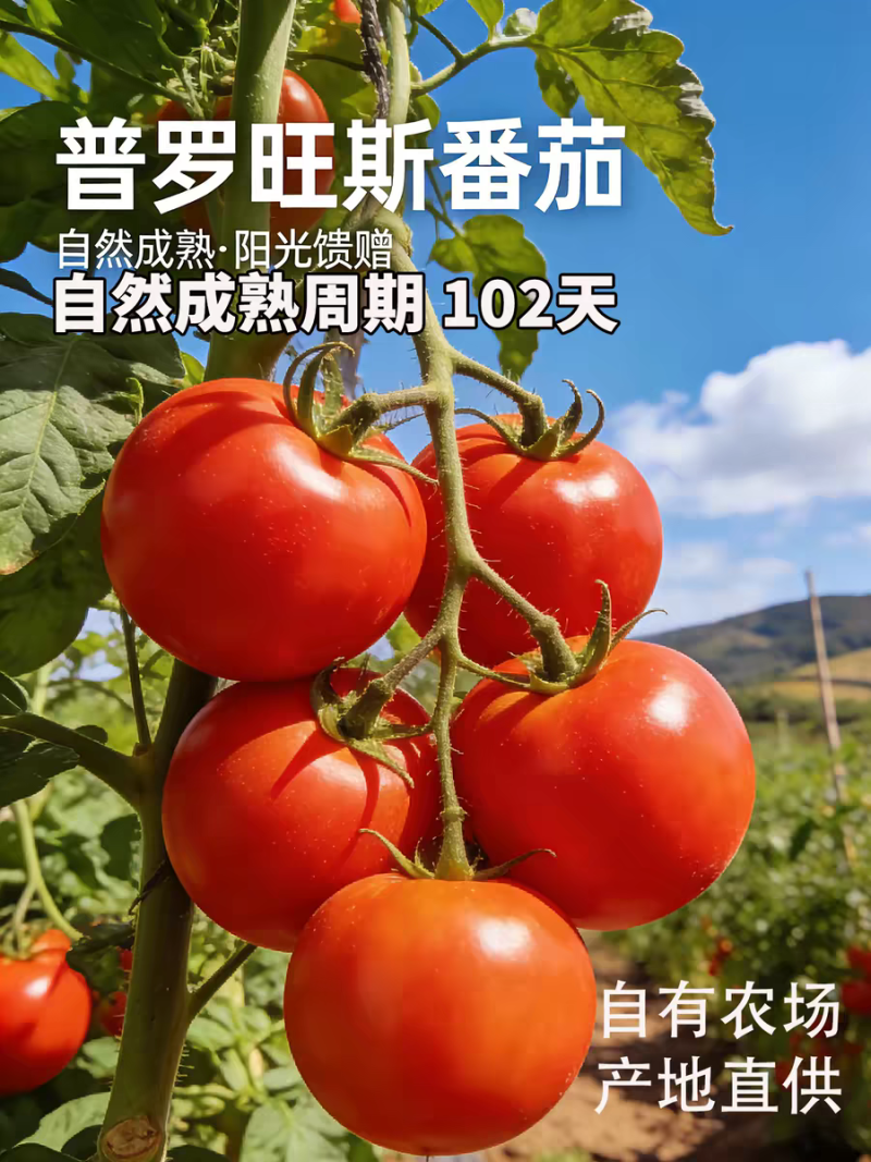 《沙瓤西红柿》普罗旺斯/产地直发/大量有优惠