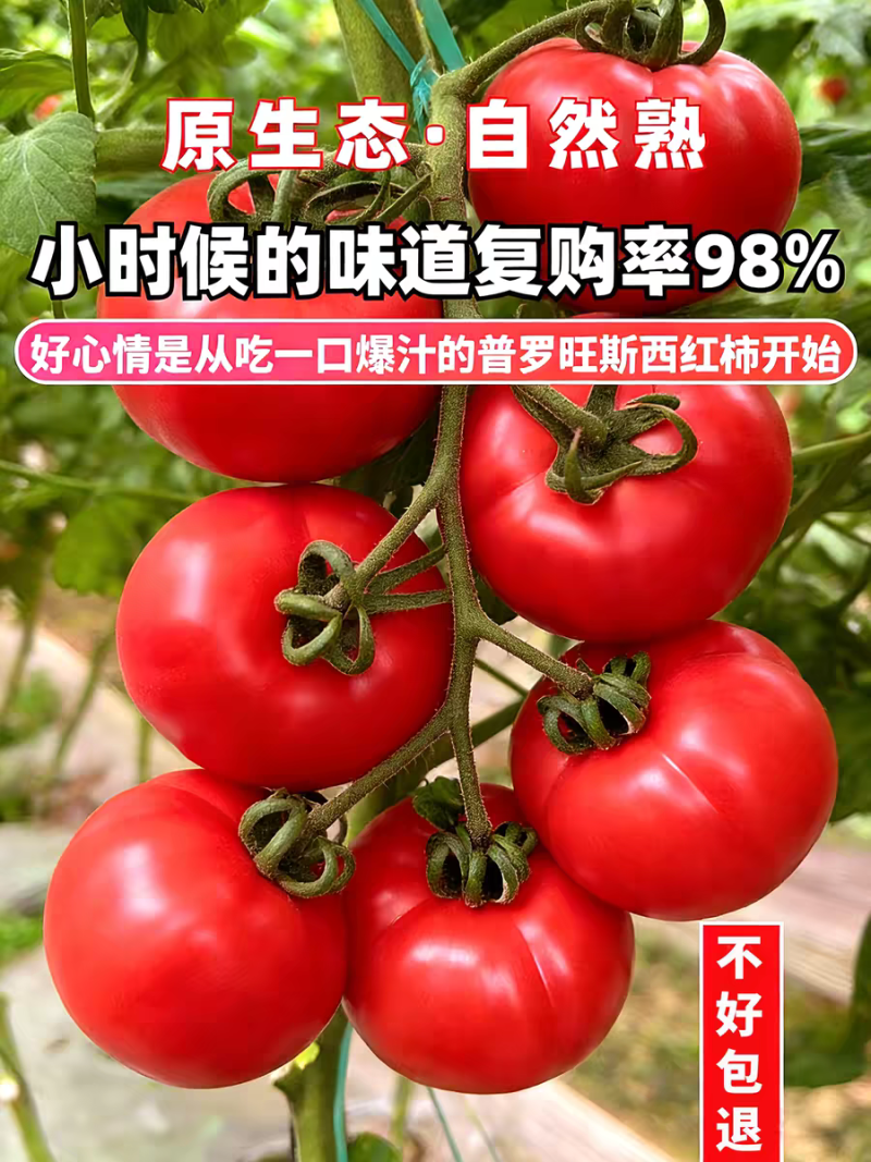 《沙瓤西红柿》普罗旺斯/产地直发/大量有优惠