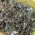 批发带根新鲜蒲公英，及蒲公英干草。质量刚刚的！！！