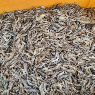 新鲜河虾自己捕的河虾，需要的可以长期供货