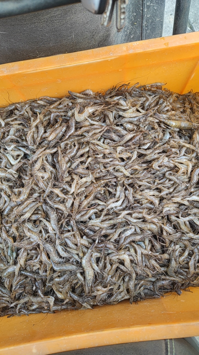 新鲜河虾自己捕的河虾，需要的可以长期供货