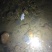 新鲜河虾自己捕的河虾，需要的可以长期供货