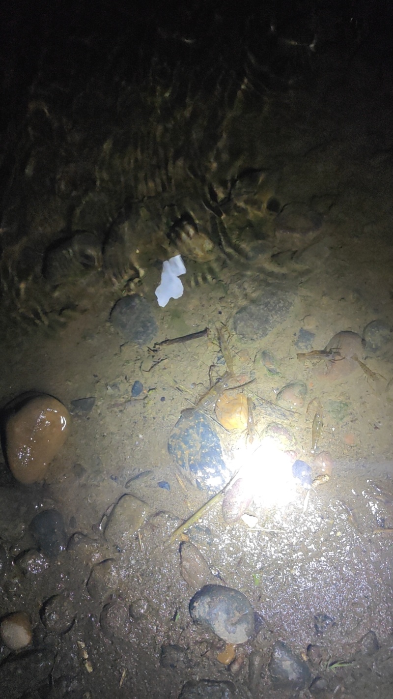 新鲜河虾自己捕的河虾，需要的可以长期供货