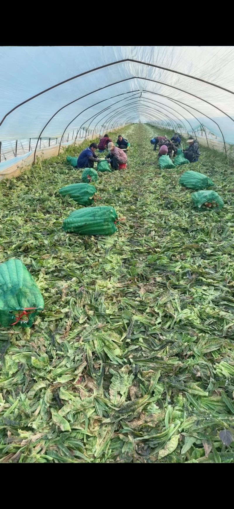 安徽宿州红尖叶香莴笋，肉色翠绿，精品杆子货，可全国发货。