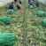 安徽宿州红尖叶香莴笋，肉色翠绿，精品杆子货，可全国发货。