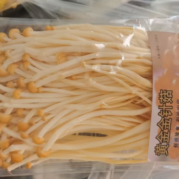 黄金金针菇