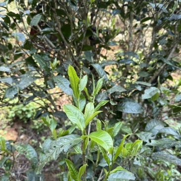 古树混采
