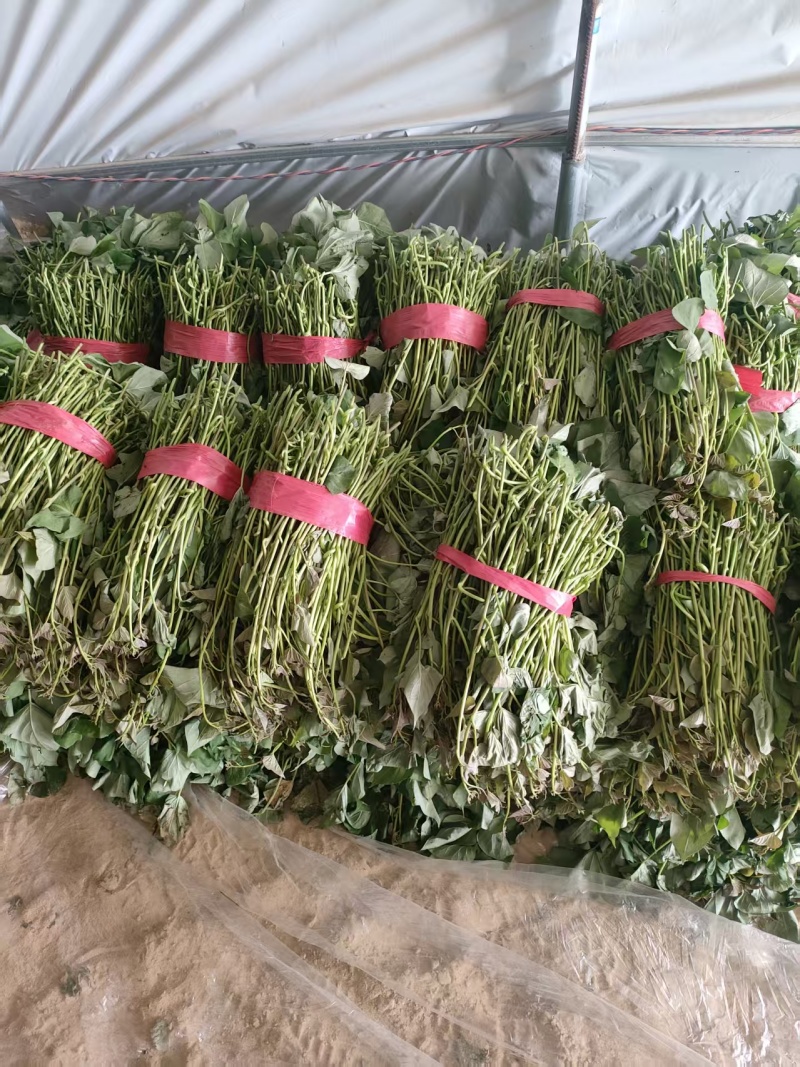 红薯苗蜜薯大田苗慧谷原种扩繁苗冷棚苗