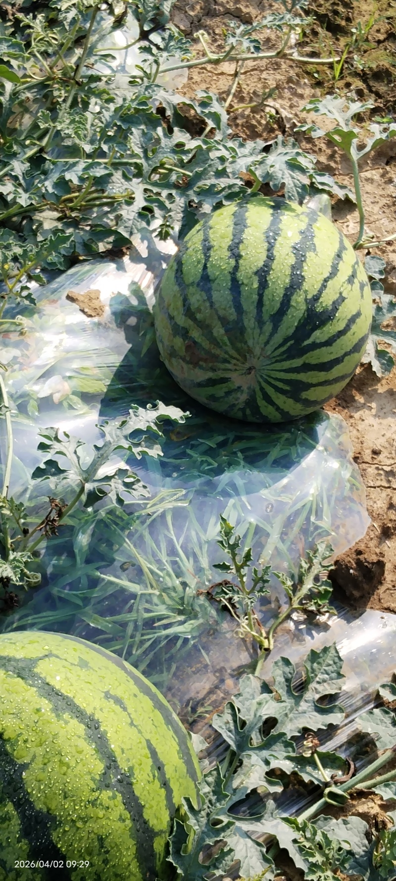 云南露天甜王西瓜，大吨位供应！