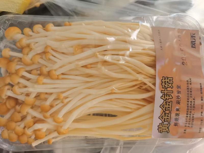 精品黄金金针菇批发（河北省廊坊市固安县）