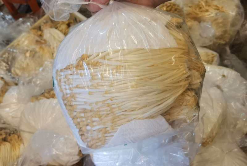精品黄金金针菇批发（河北省廊坊市固安县）