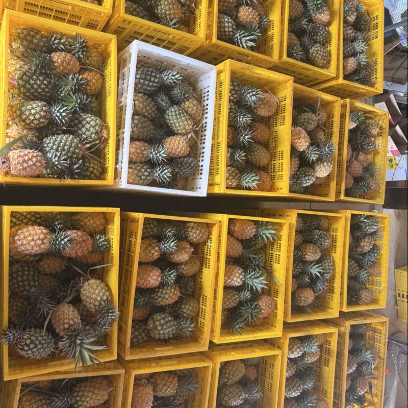徐闻金钻凤梨一件代发源头产地直发，日发5万斤➕能力