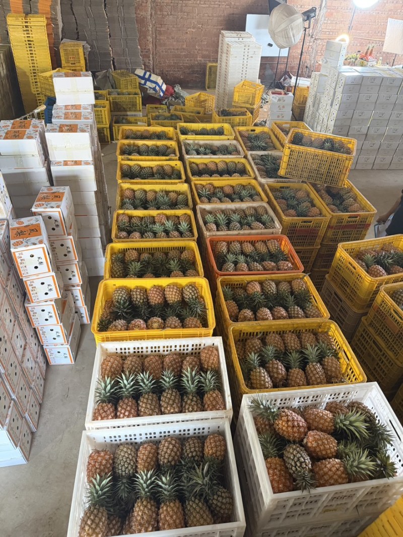徐闻金钻凤梨一件代发源头产地直发，日发5万斤➕能力
