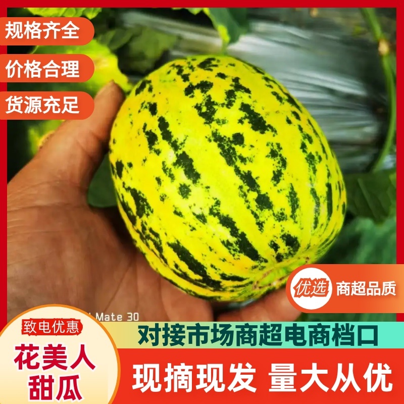 山东精品花美人花蕾小甜瓜大量上市承接全国档口商超电商