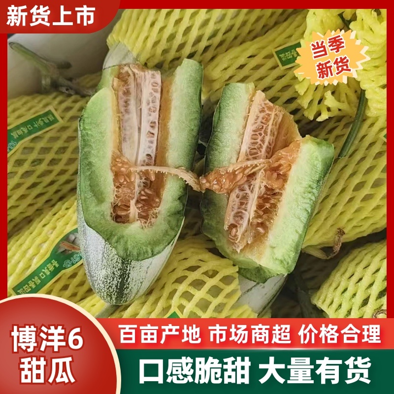 山东单县博洋6号甜瓜规格齐全支持代发对接全国客商