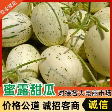 山东蜜露流星甜瓜大量供应对接全国品质保证欢迎咨询