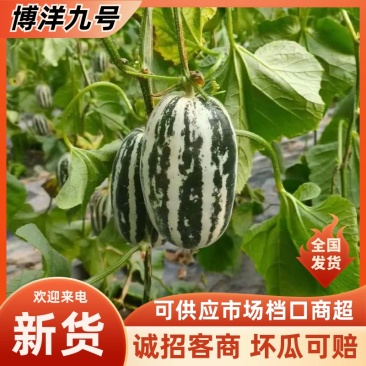 单县博洋9号甜瓜脆甜可口产地直供接全国市场商超电商